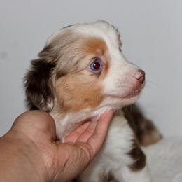 Magnolia - Red merle female Toy Australian Shepherd puppy in Wiggins, Colorado from Mile High Acres & Aussies