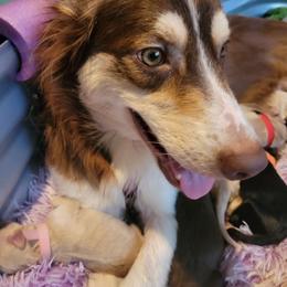 Belle - Red tri-color female Aussiedoodle puppy in Salisbury, North Carolina from Riot's AussieDoodles
