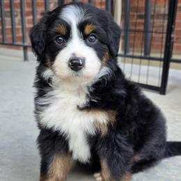 Rain - female Australian Mountain Doodle puppy in Hooper, Utah from Saltwater Doodles