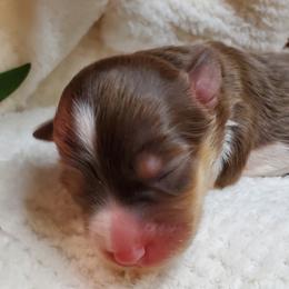 Miniature Australian Shepherd Puppies from Barnyard Mini Aussies