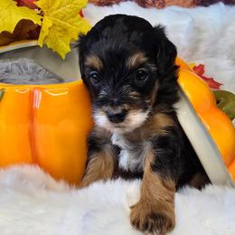 Neptune - Black tri-color male Aussiedoodle puppy in Prescott Valley, Arizona from Ramirez Family Doodles