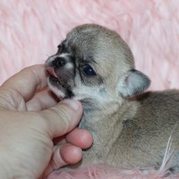 Tiny Tot 4,300 - Fawn and white female Chihuahua puppy in Cache, Oklahoma from Charming Lil Chihuahuas