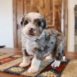 Bethany - Blue merle female Aussiedoodle puppy in Hamilton, Montana from North Lake Aussies