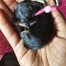Girl 2 - Black and tan female Yorkshire Terrier puppy in Atlanta, Georgia from Royal Beauties Yorkies of Atlanta