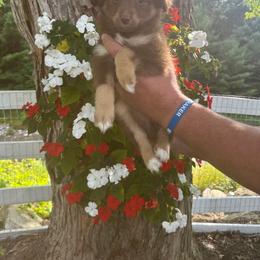 Cammie - Red tri female Toy Australian Shepherd puppy in Blossburg, Pennsylvania from River's Edge Toy Australian Shepherds
