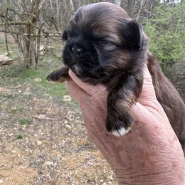 Boy 1 - Chocolate and tan male Shih Tzu puppy in Dunlap, Tennessee from Beards of Glory