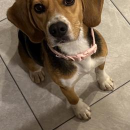 Sadie - Black white and tan female Beagle puppy in Viper, Kentucky from Mountain Top