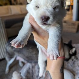 Pomsky Puppies from Valparaiso Pomskys