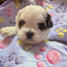 Shihpoo and Shih Tzu Puppies from Pattersons Luv K-9s