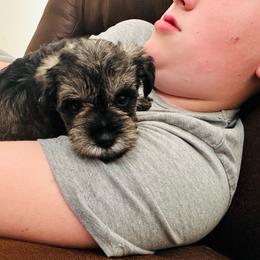Kiwi - Liver male Miniature Schnauzer puppy in Commerce, Georgia from The Greys