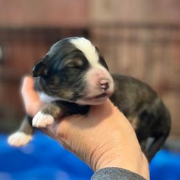 Boy 3 - Sable male Bernedoodle puppy in Kansas City, Missouri from Beary GoldenDoodles