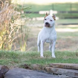 Rory - White American Staffordshire Terrier puppy in Yukon, Oklahoma from Blue Eagle Kennels