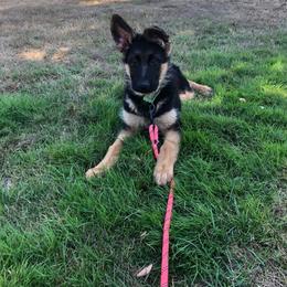 German Shepherd Puppies from S&S German Shepherds