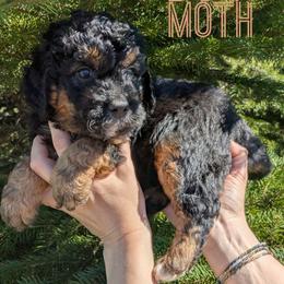 Moth - Phantom male Bernedoodle puppy in Cambridge, Minnesota from Country Meadow Doodles