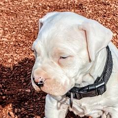 Boy 3 - Dogo Argentino puppy in Pueblo, Colorado from Palace Guard Dogos