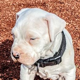 Boy 3 - Dogo Argentino puppy in Pueblo, Colorado from Palace Guard Dogos