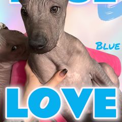Blue Collar - Black Peruvian Inca Orchid puppy in Grovetown, Georgia from Calypso Kennel