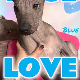 Blue Collar - Black Peruvian Inca Orchid puppy in Grovetown, Georgia from Calypso Kennel