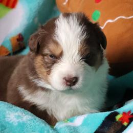 Manhattan - Red tri-color male Australian Shepherd puppy in Springville, New York from RisingStar Australian Shepherds