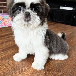 Gia - Liver and white female Shih Tzu puppy in Stroudsburg, Pennsylvania from Puppyville Pa Shih Tzu & frenchies