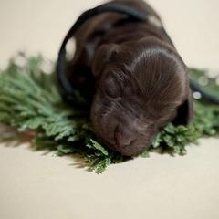 Girl 2 - Liver female Boykin Spaniel puppy in Capron, Virginia from Triple Creek Kennel