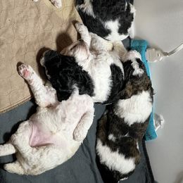Australian Cattle Dog and Poodle Puppies from Hernwood Heelers & Poodles
