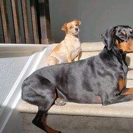 Doberman Pinschers from Davis Doberman Pinschers