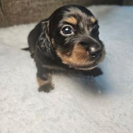 Bruce - Black and cream male Dachshund puppy in Modesto, California from Cabrera Family Kennels
