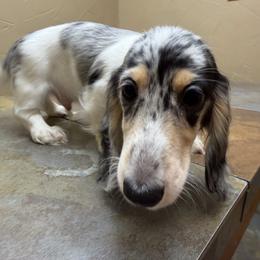 Randy Travis - Dapple male Dachshund puppy in Irving, Texas from DFW Dachshunds by G & S