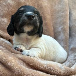 Denver Parton - Piebald male Dachshund puppy in Dobson, North Carolina from Oakleys Dachshund Haven