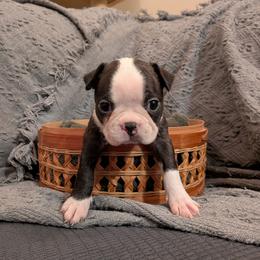 Nospot - Seal and white male Boston Terrier puppy in Molalla, Oregon from Mickie's Boston Terriers