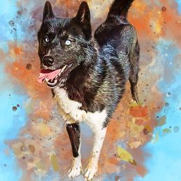 Siberian Husky Puppies from Sstar