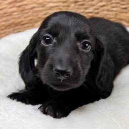 Paddy - Black and tan male Dachshund puppy in Wallingford, Kentucky from Hensley Homestead Dachshunds