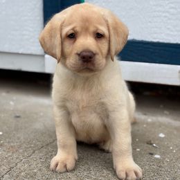 Boy 1 - Yellow male Labrador Retriever puppy in Gerber, California from In The Zone Dog Training and Breeding