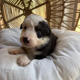 Moo moo - Black tri-color male Australian Shepherd puppy in Grants Pass, Oregon from Carmel Mountain Aussies
