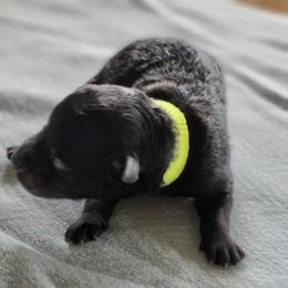 Pumi Puppies from Marylynn Carrasco