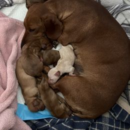 Dachshund Puppies from Melissa Williams
