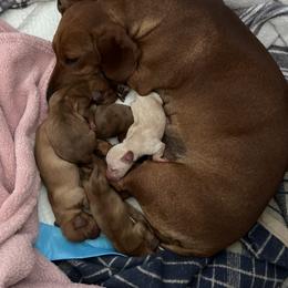 Dachshund Puppies from Melissa Williams