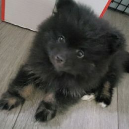 Barbie - Black and tan female Pomeranian puppy in Burton, Michigan from Ranger's Pomeranians