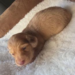 Honey - Red female Dachshund puppy in Buckeye, Arizona from Duran Dachshunds