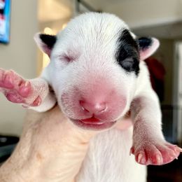 Girl 1 - White female Miniature Bull Terrier puppy in Granada Hills, California from Tonka Miniature Bull Terriers