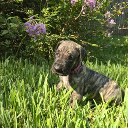 Doberman Pinscher and Great Dane Puppies from Draggin Dobermans & Great Danes