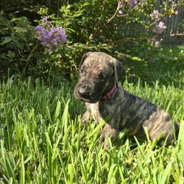 Doberman Pinscher and Great Dane Puppies from Draggin Dobermans & Great Danes