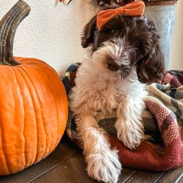 Labradoodle and Poodle Puppies from Lucky Labradoodles