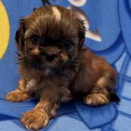 Rocky - Red male Shih Tzu puppy in Hemet, California from Aloha Shih Tzu