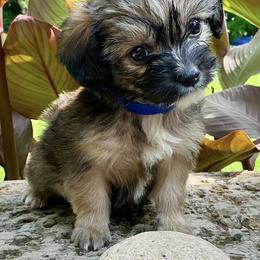 Biscuit - Black and tan male Companion Cross puppy in Mankato, Minnesota from Tiny and Treasured