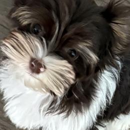 Frankie - Biewer Terrier