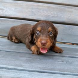Chocolate and Tan Male - Chocolate and tan male Dachshund puppy in South Willard, Utah from Doxies in the Sun