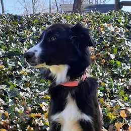 CLAIR - Border Collie