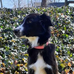 CLAIR - Border Collie